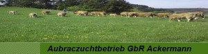 Aubraczuchtbetrieb GbR Ackermann
